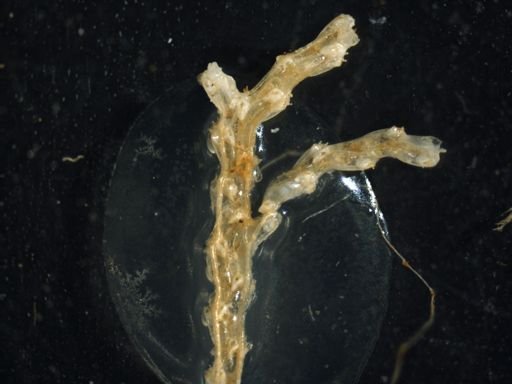 Amastigia biseriata