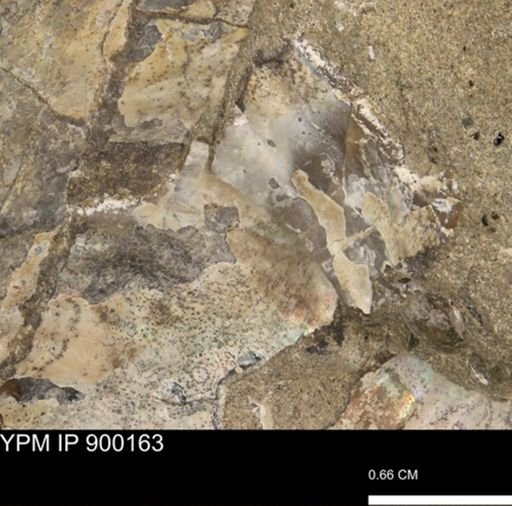 Hoploscaphites sp.