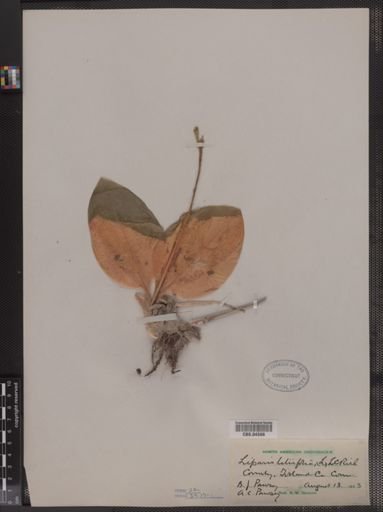 Liparis liliifolia