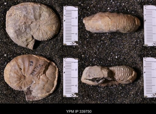 Scaphites whitfieldi