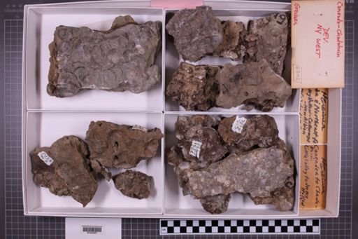 mixed taxa, stratigraphic collection