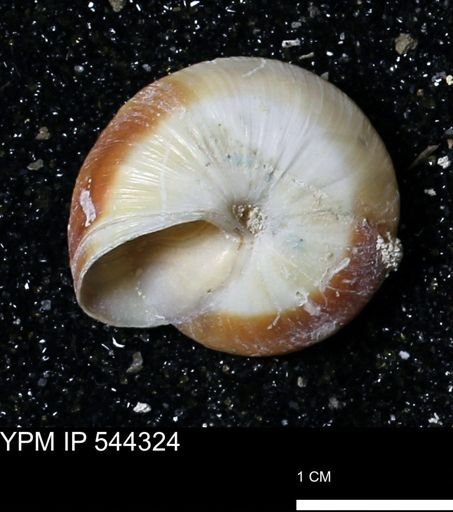 Poecilozonites bermudensis zonatus