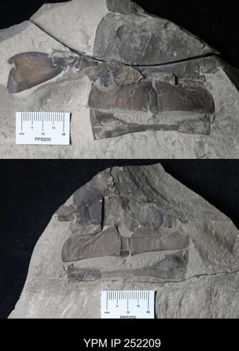 Eurypterus sp.