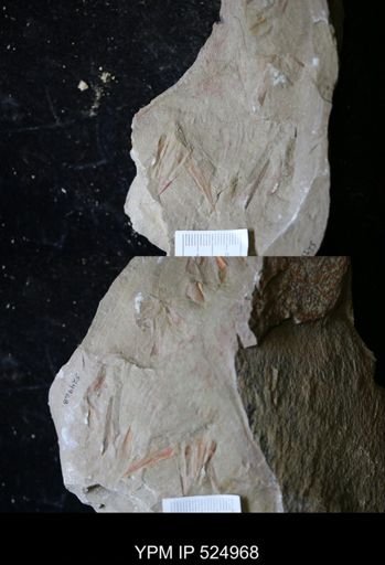 undet. Hyolithida