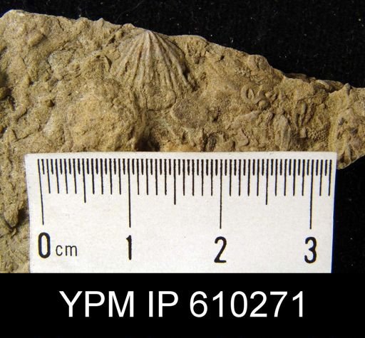 Anoplotheca planoconvexa