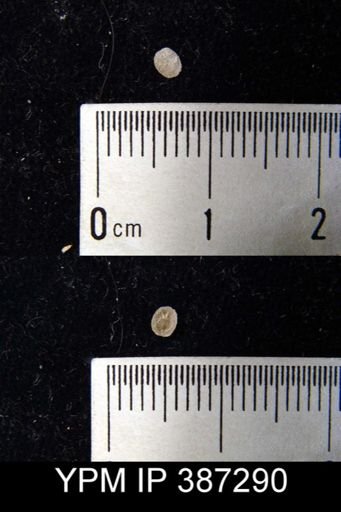 Pholidops ovatus