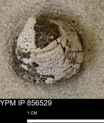Protocardia sp.