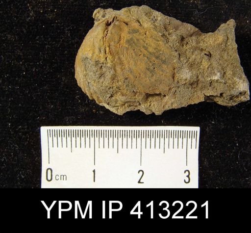 Orthorhynchula sp.