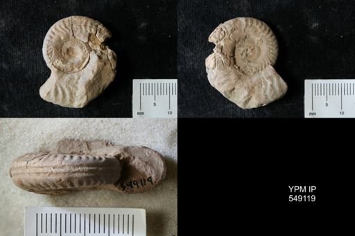 undet. Ammonoidea