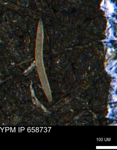 undet. Porifera