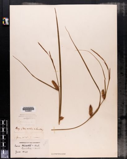 Carex lurida