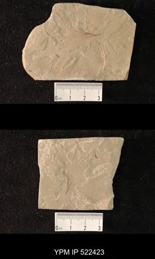 undet. Tipulidae; feather on slab with