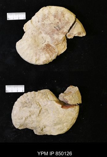 undet. Ammonoidea