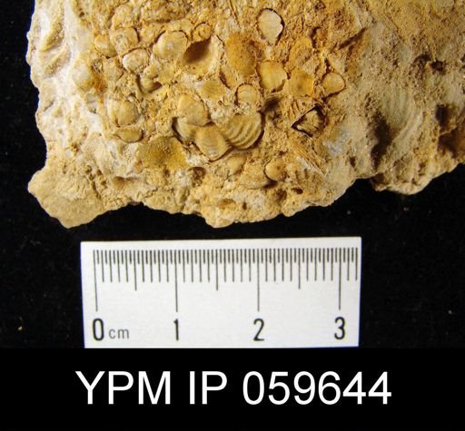 Anoplia nucleata