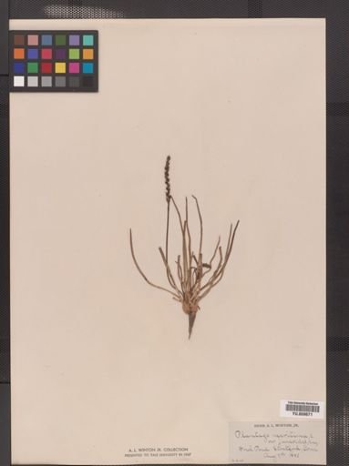 Plantago juncoides