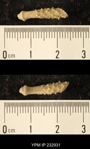 Archaeocidaris sp.