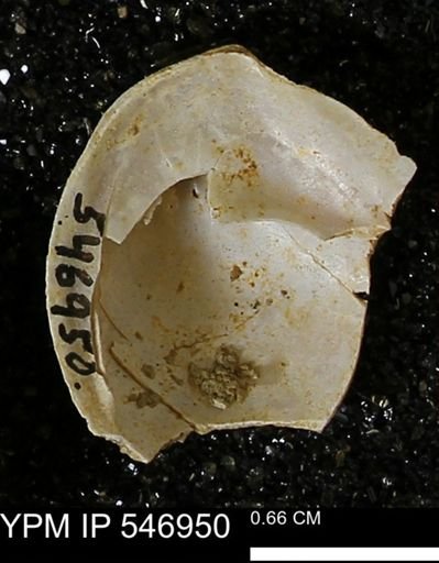 Crepidula fornicata