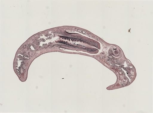 Foviella