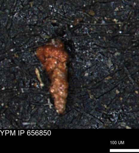 Verneuilinoides kansasensis