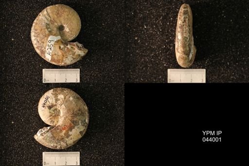 Hoploscaphites nicolletii