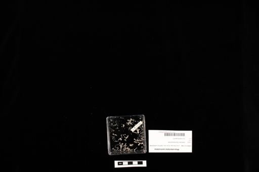 Rhacodactylus auriculatus