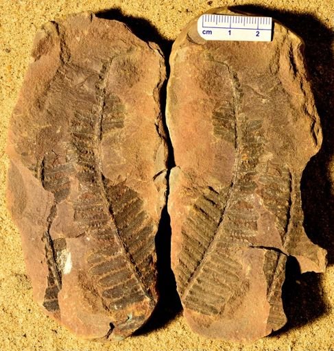 Pecopteris