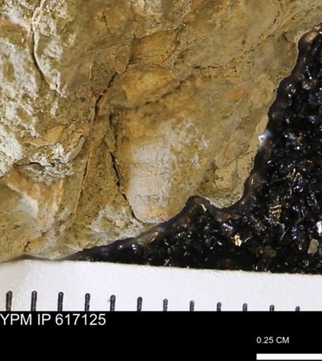 Sphaerium sp.