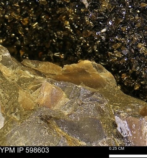 Inoceramus sp.