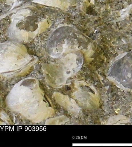 Corbulamella?