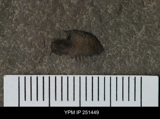 undet. Eurypterida