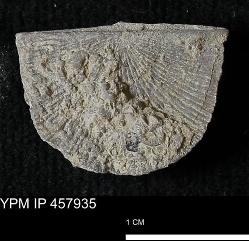 Strophodonta sp.
