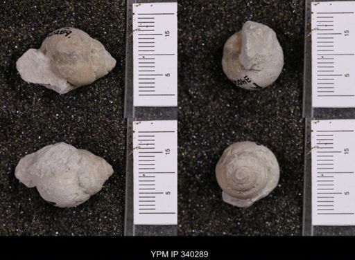 Tylostoma elevata