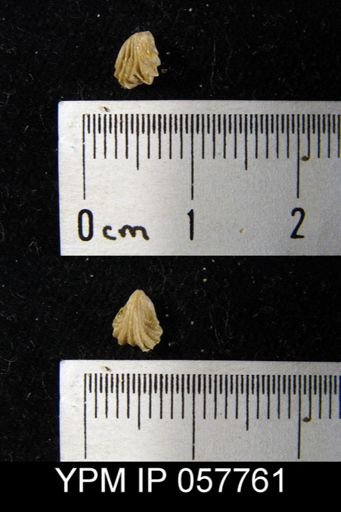 Camarotoechia bialveata