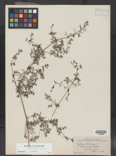 Galium mollugo