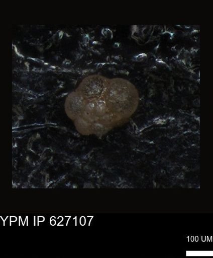 undet. Foraminiferida