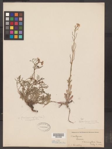 Barbarea verna