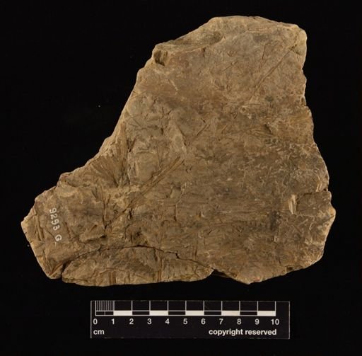 Sphenopteris orientalis