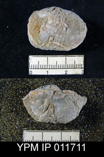 Marginifera opima