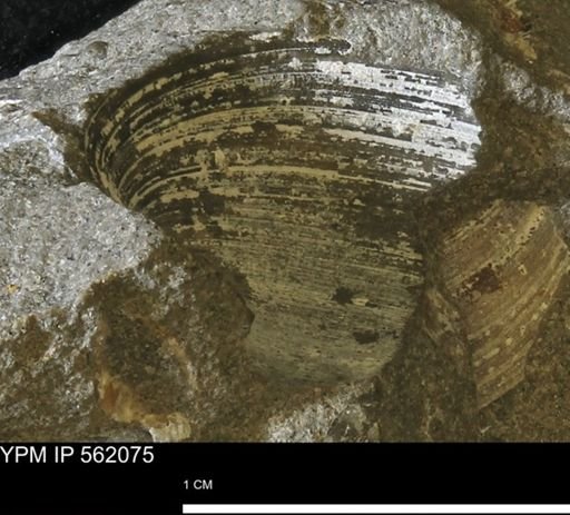 Limopsis sp.