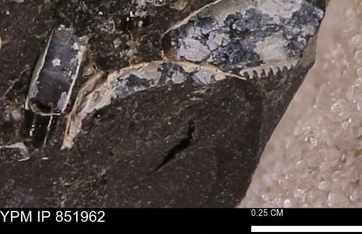 undet. Bivalvia