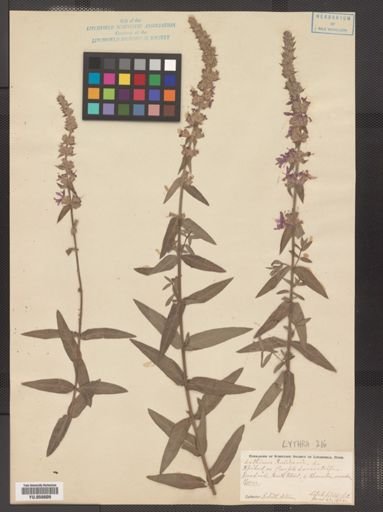 Lythrum salicaria