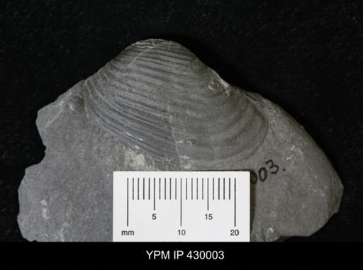 Grammysioidea arcuata