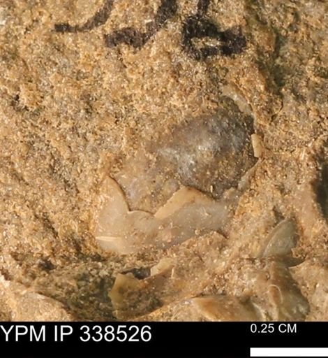 undet. Bivalvia