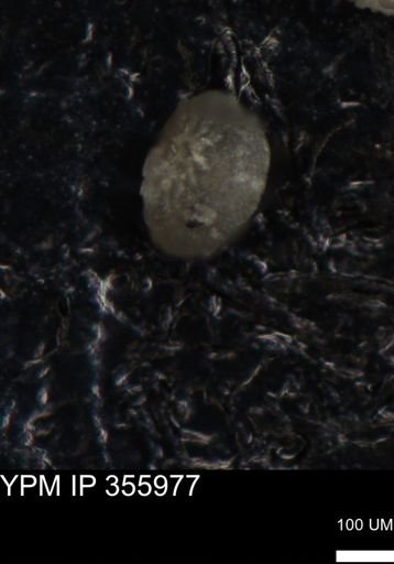 undet. Foraminiferida