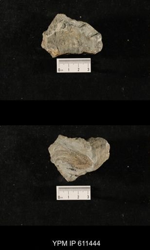 Glyptocrinus decadactylus