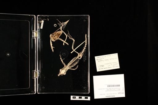 Anolis equestris