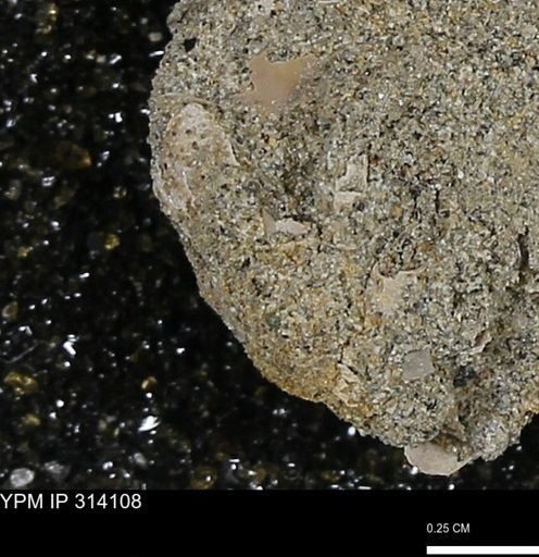 undet. Scaphopoda