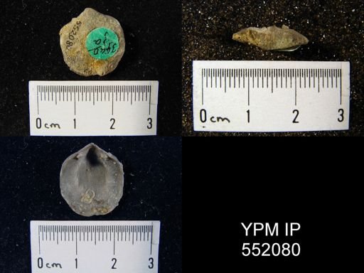 undet. Brachiopoda