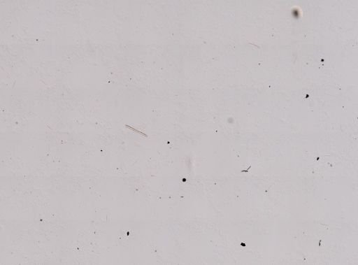 Spirasigma sp.
