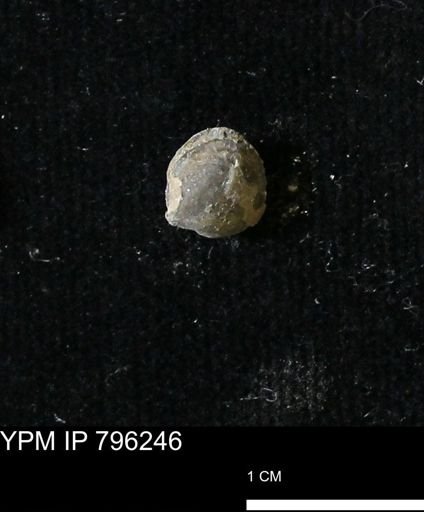 Protocardia subquadrata